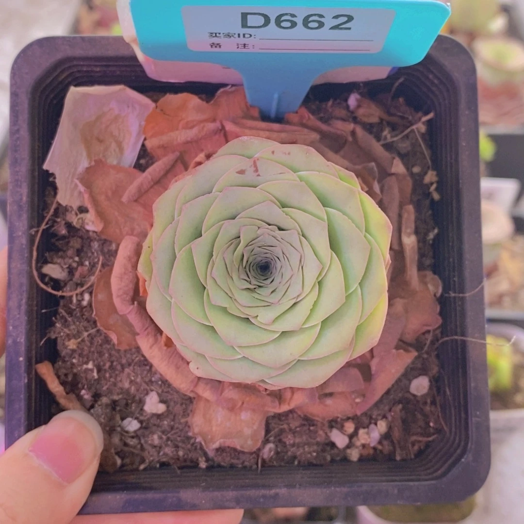 山地玫瑰一物一拍油画662