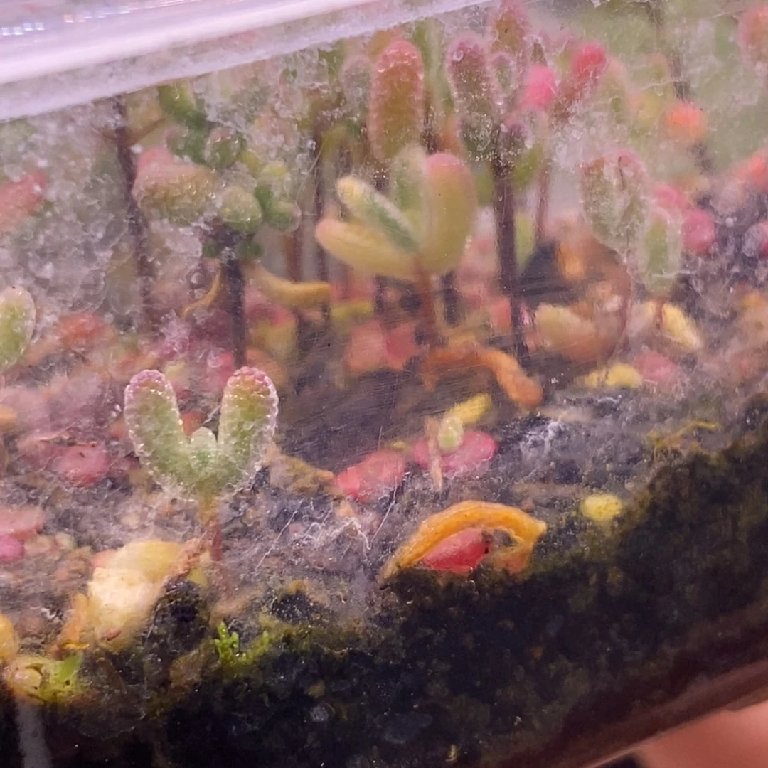 255带钻石锦的混合小苗。