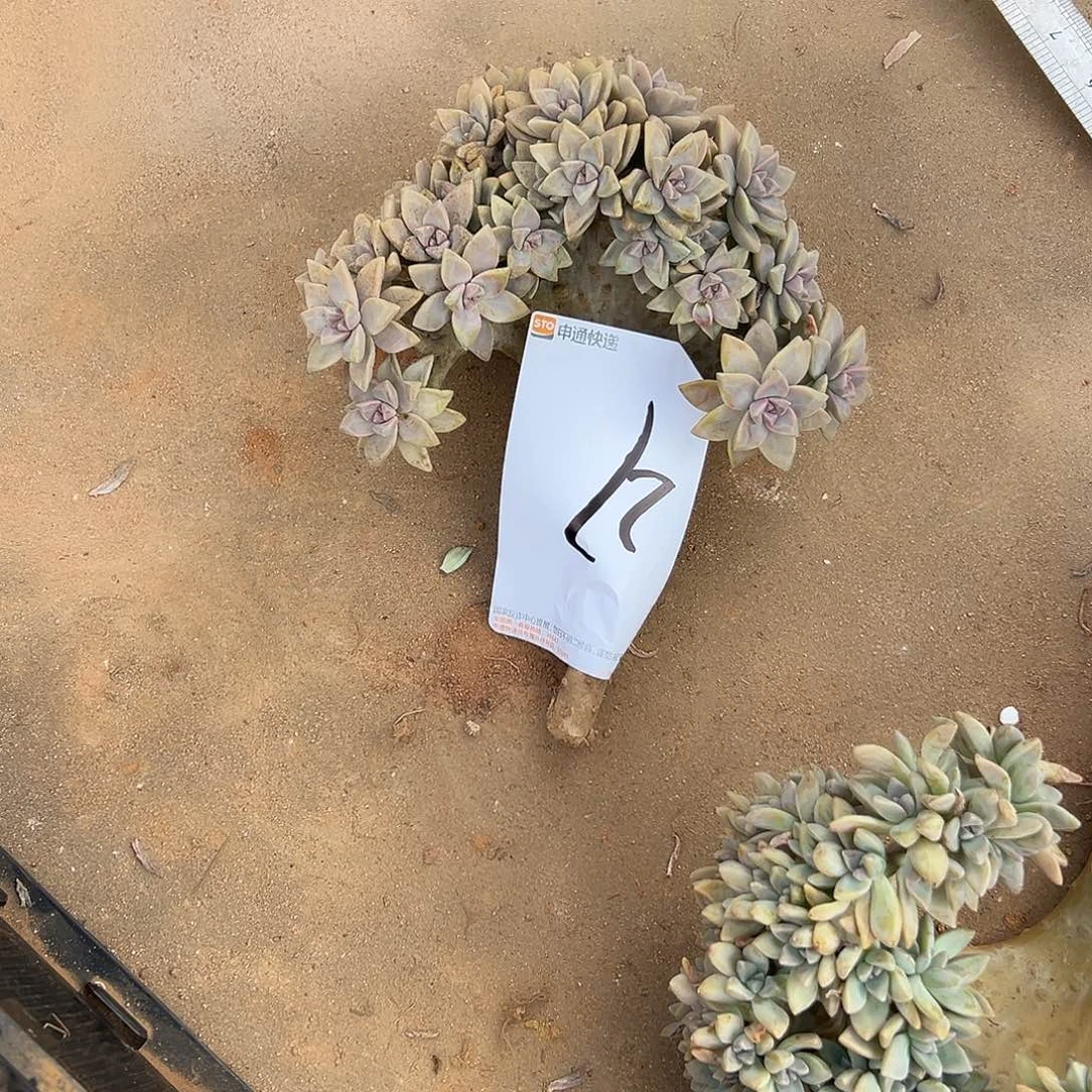 @***宝淡雪多肉27一物一拍