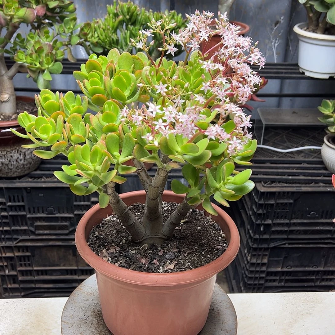 5年红边玉树带土球发货