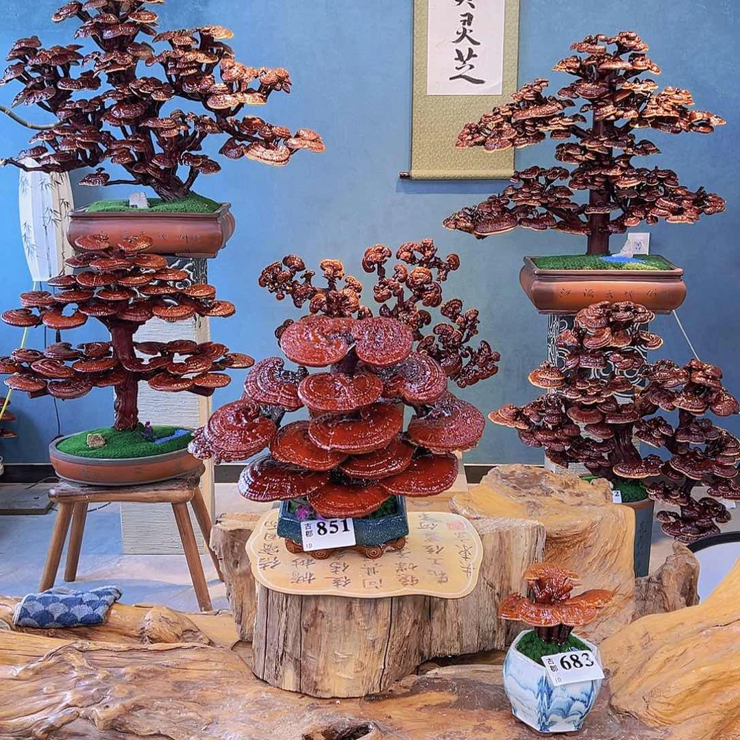 灵芝78899999998888888