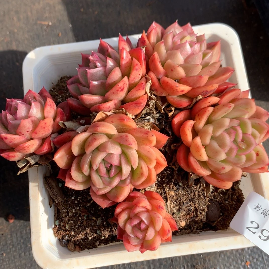 29    新年快乐发发发