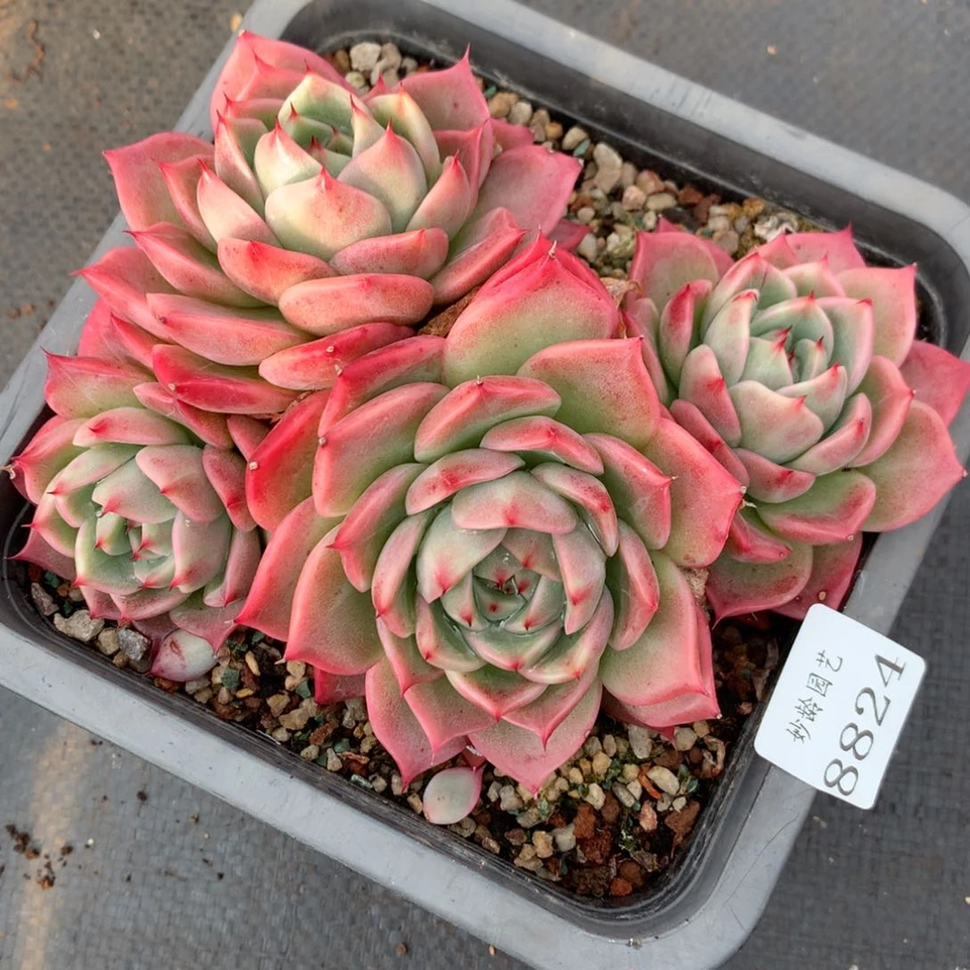 8824杂交多肉老桩