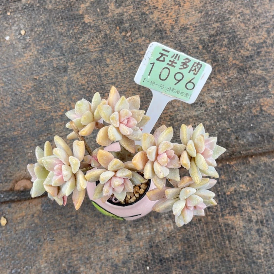 张***雨云尘多肉一物一拍1096不含盆，