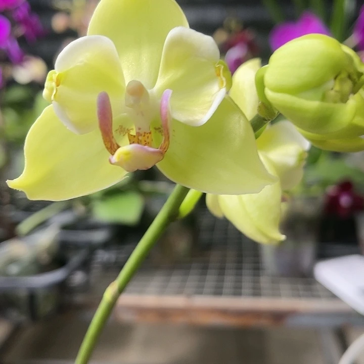 当前无花栽培后可以开花绿如意