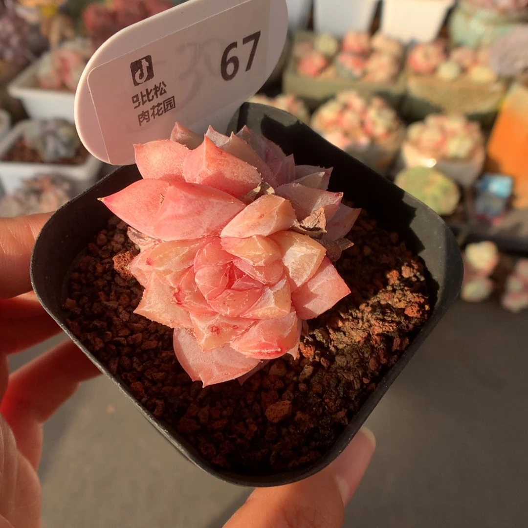 67双头粉钻石化多肉植物