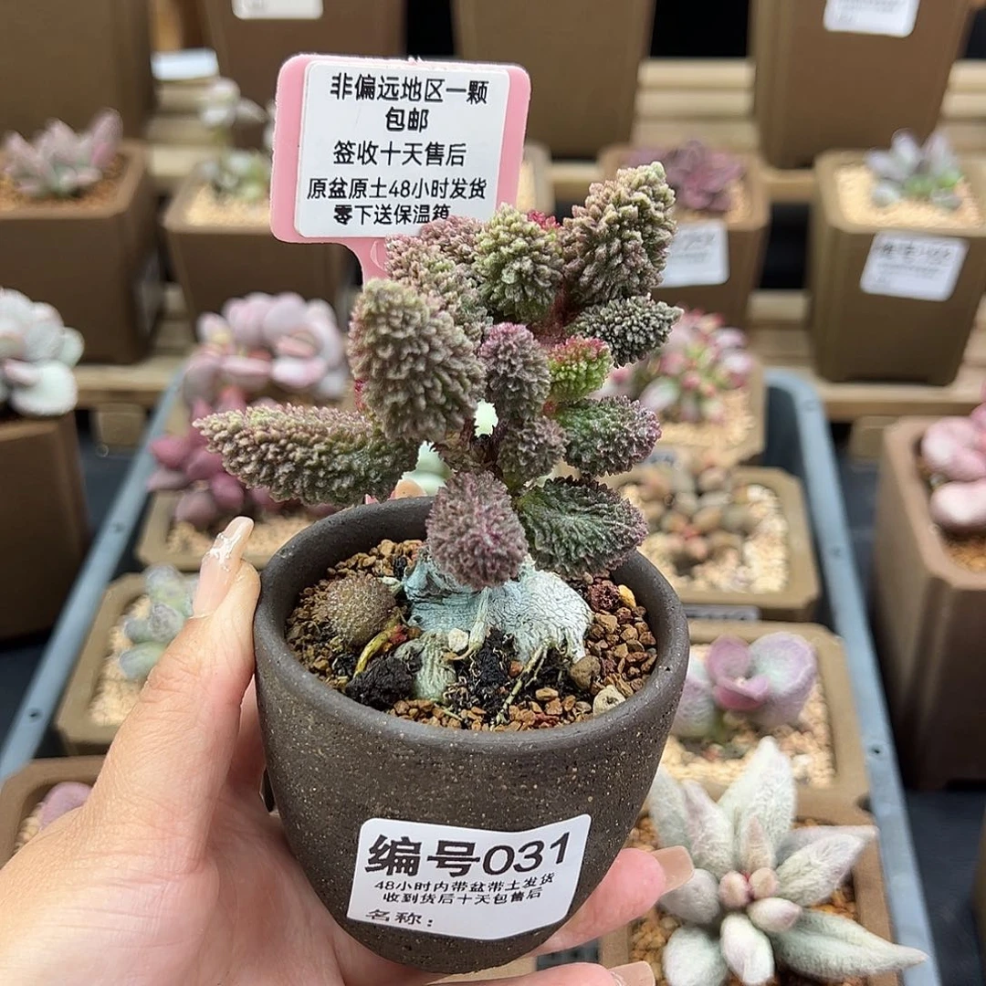 爱****哥031朱紫玉多肉植物