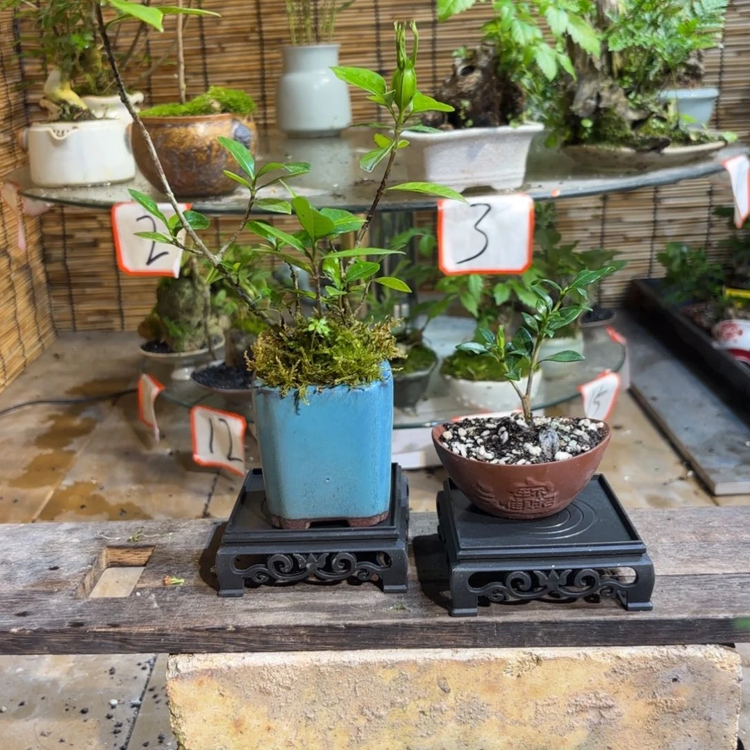 花***过无花朵退款拉黑一物一拍36