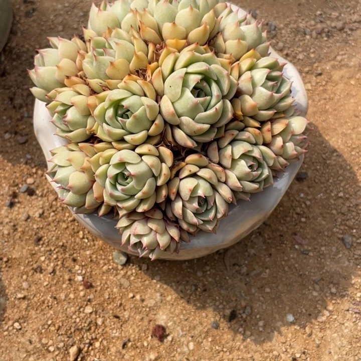 多肉植物多肉植物