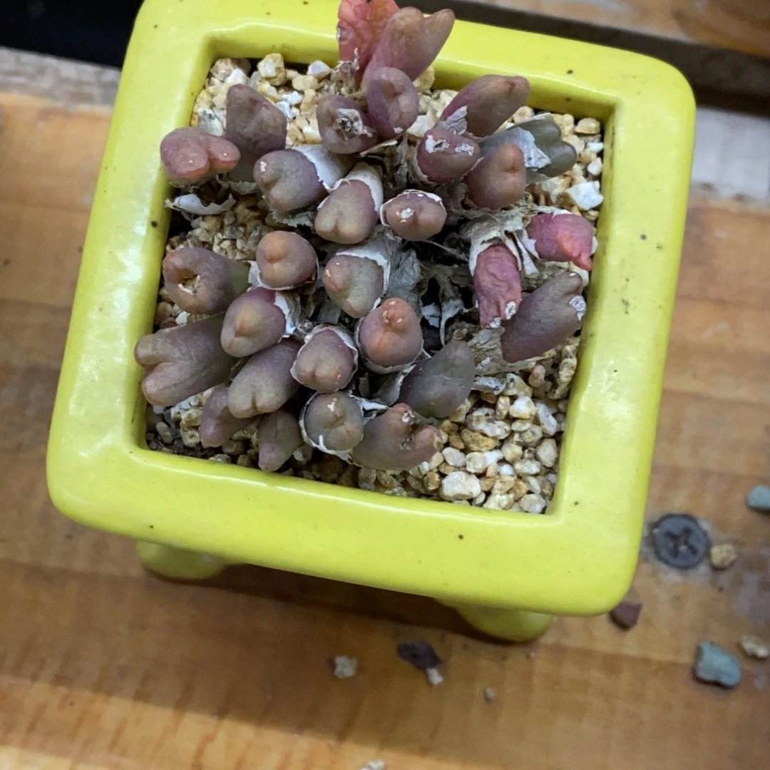 精品多肉一物一拍不包整482