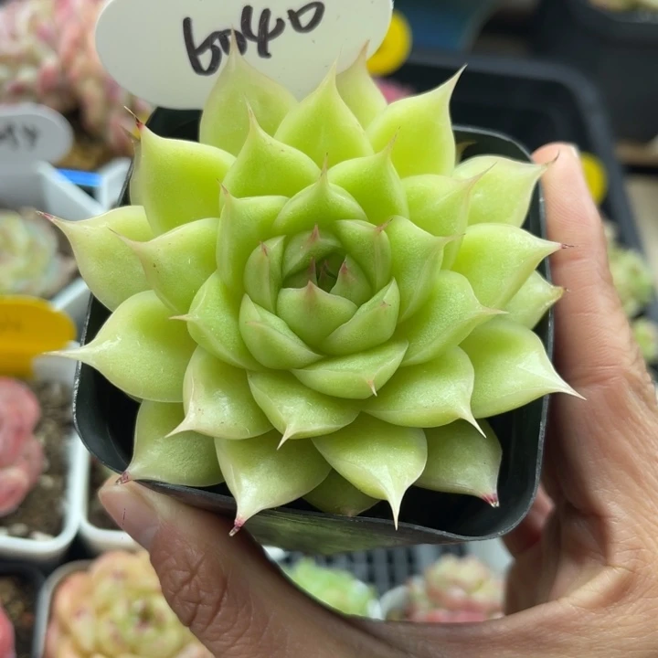 海王麦秆单头6040