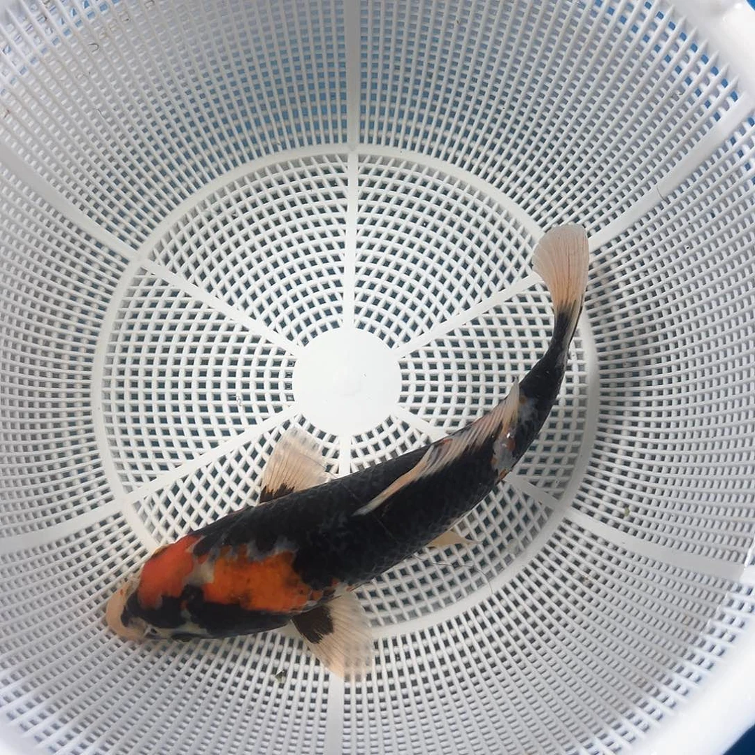 锦鲤鑫泓锦鲤养殖基地