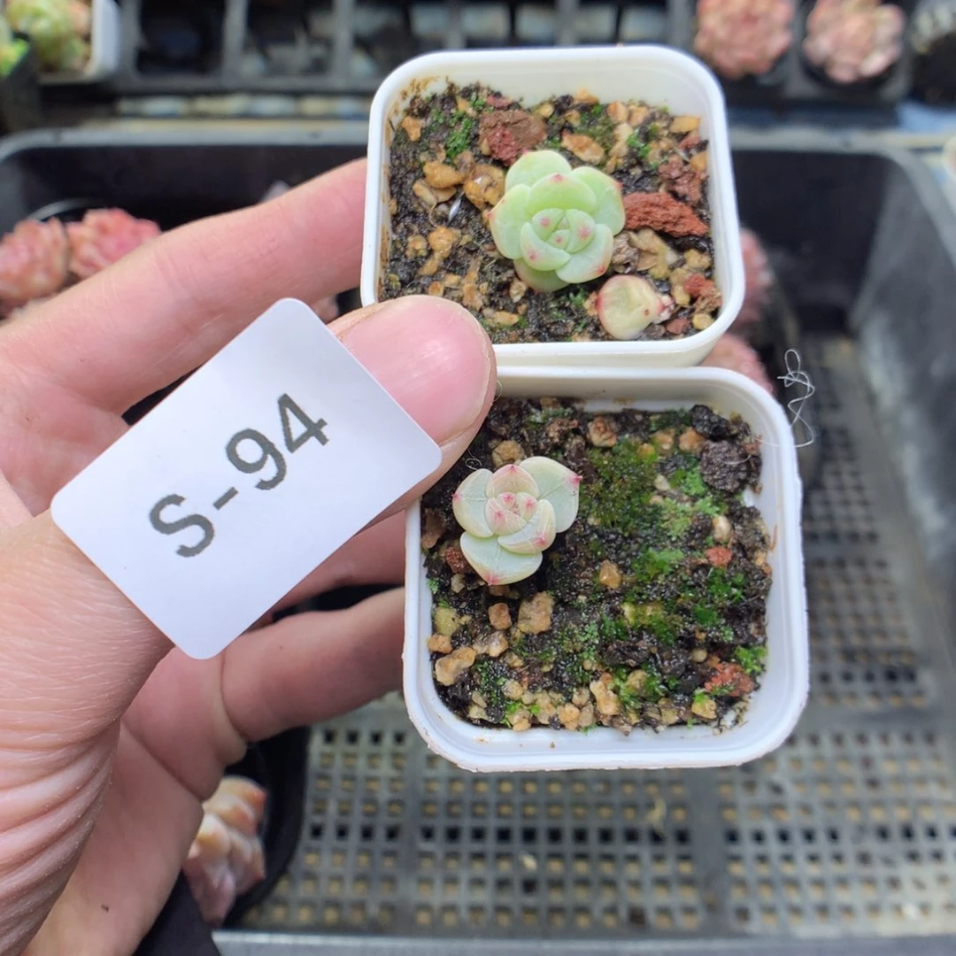 S94t0果冻甜心量拍2颗一份y y y y y y y y