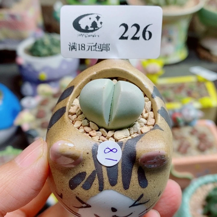 生石花花花花开了226