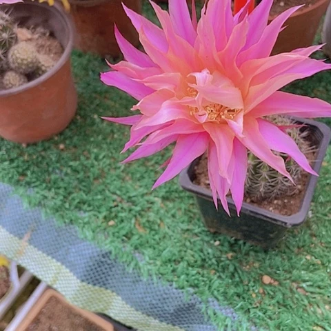 1****t仙人掌彩草5cm左右A061放射源