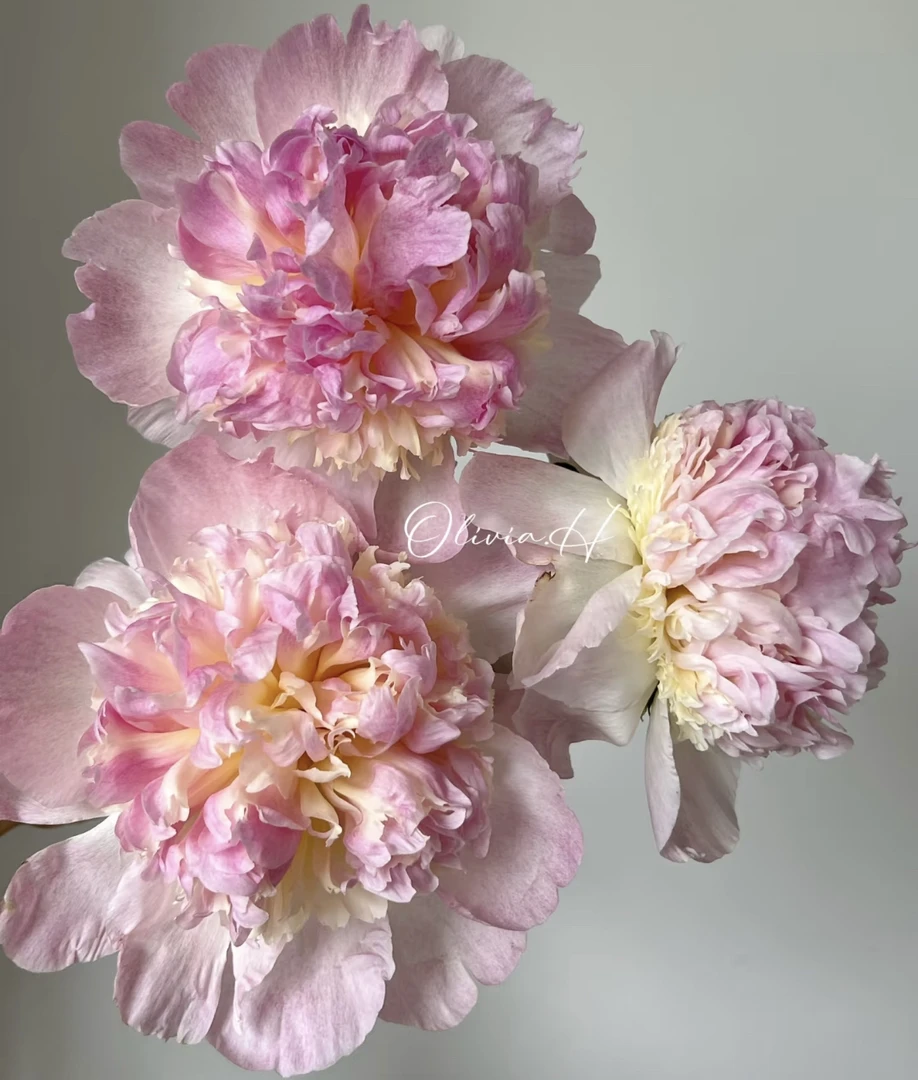 （曼曼）树莓圣代芍药 山东基地-顺丰快递