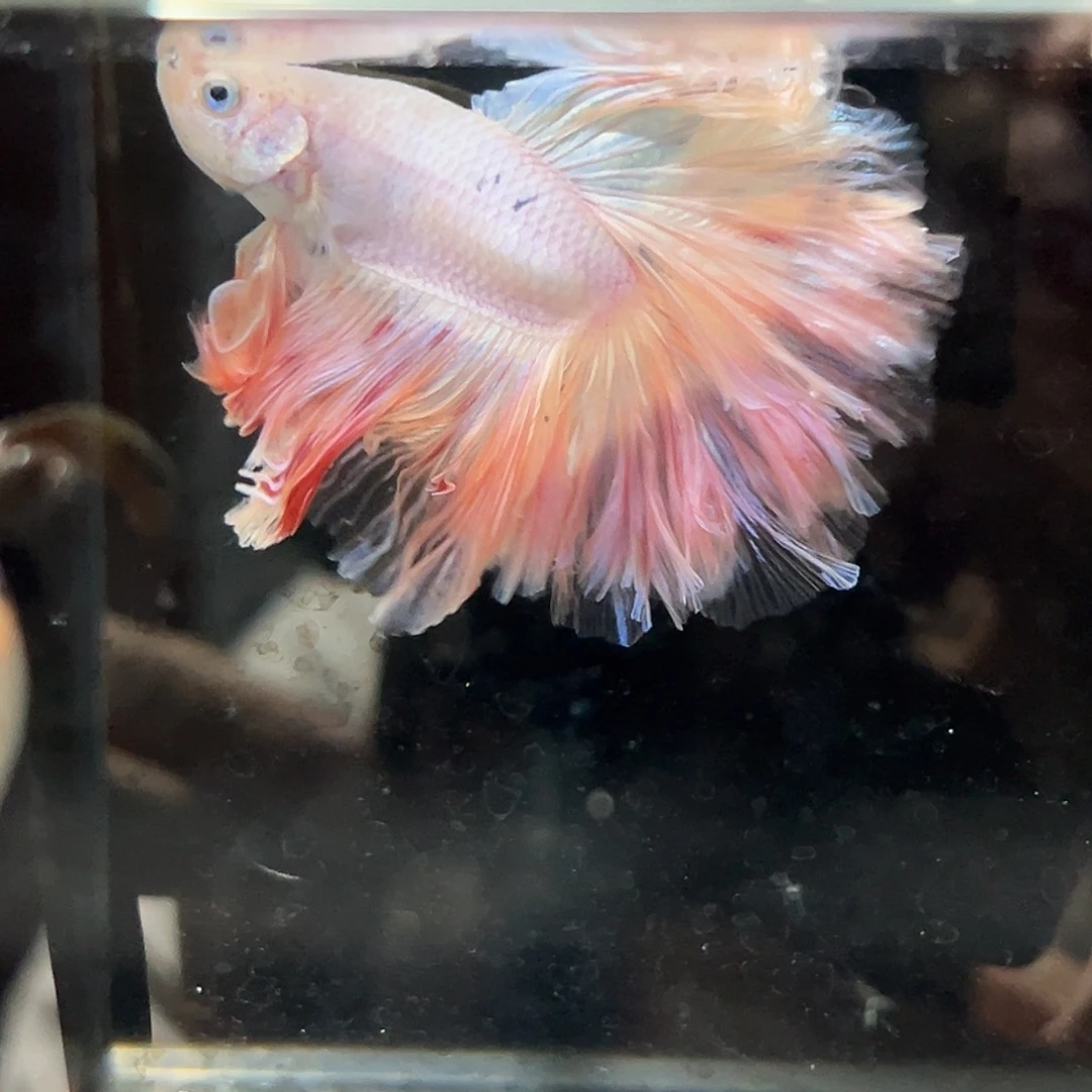 斗鱼8号粉色婚纱大尾巴