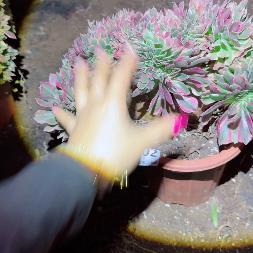 702粉女郎缀化多肉植物满28包邮