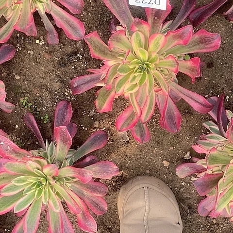 723美杜莎多肉法师锦