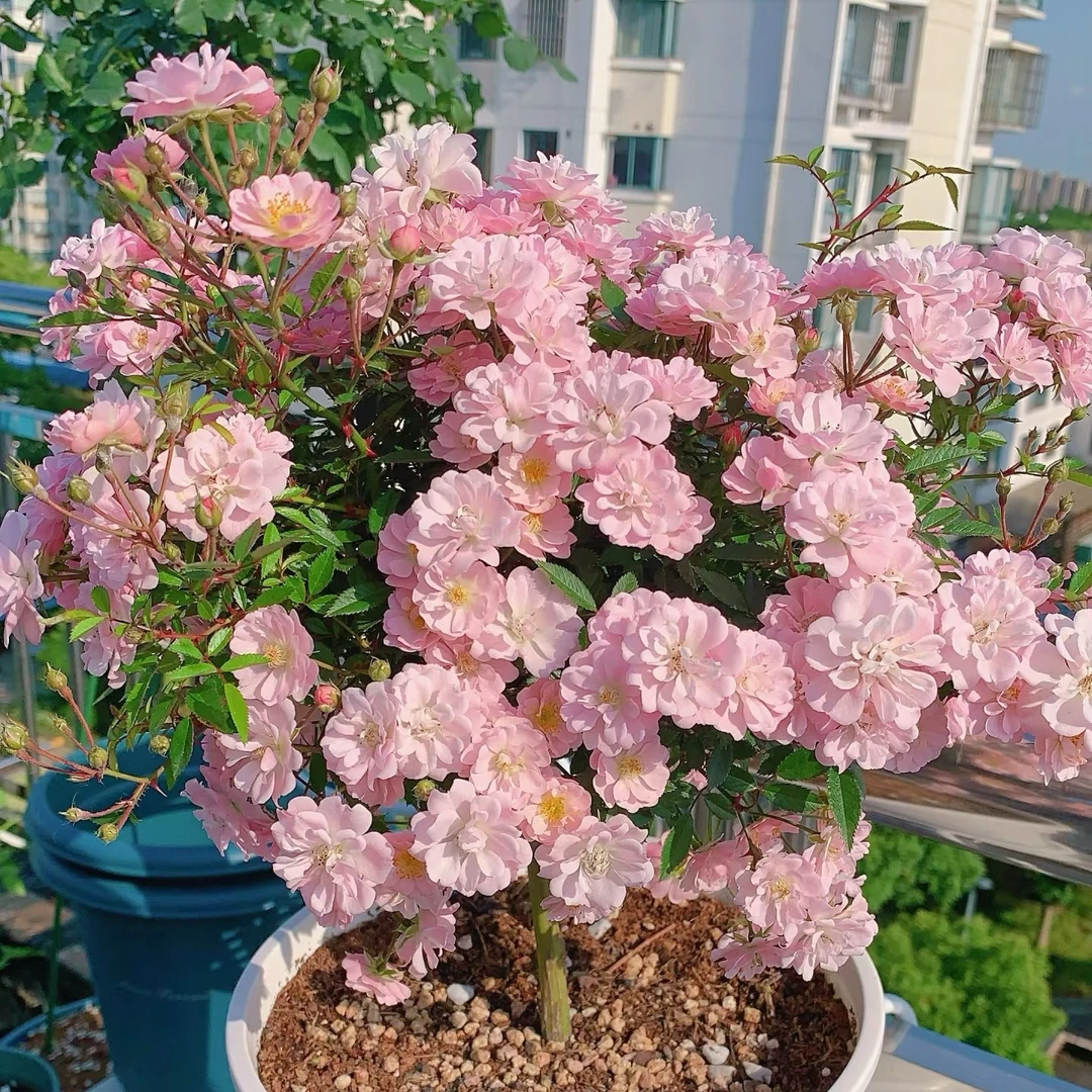 【3颗包邮】樱坂 微月 四季开花 勤花抗病性强桌面阳台绿植盆栽花卉