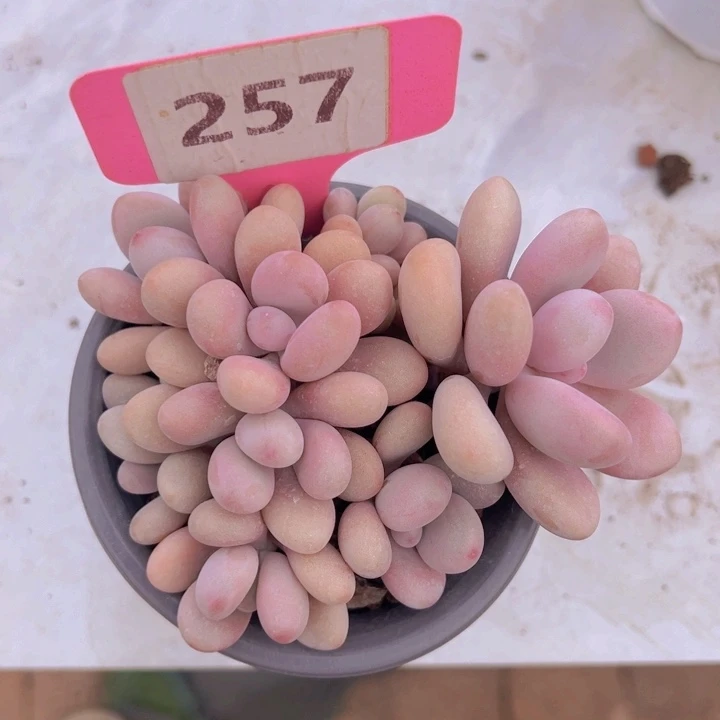 健健康康平平安安