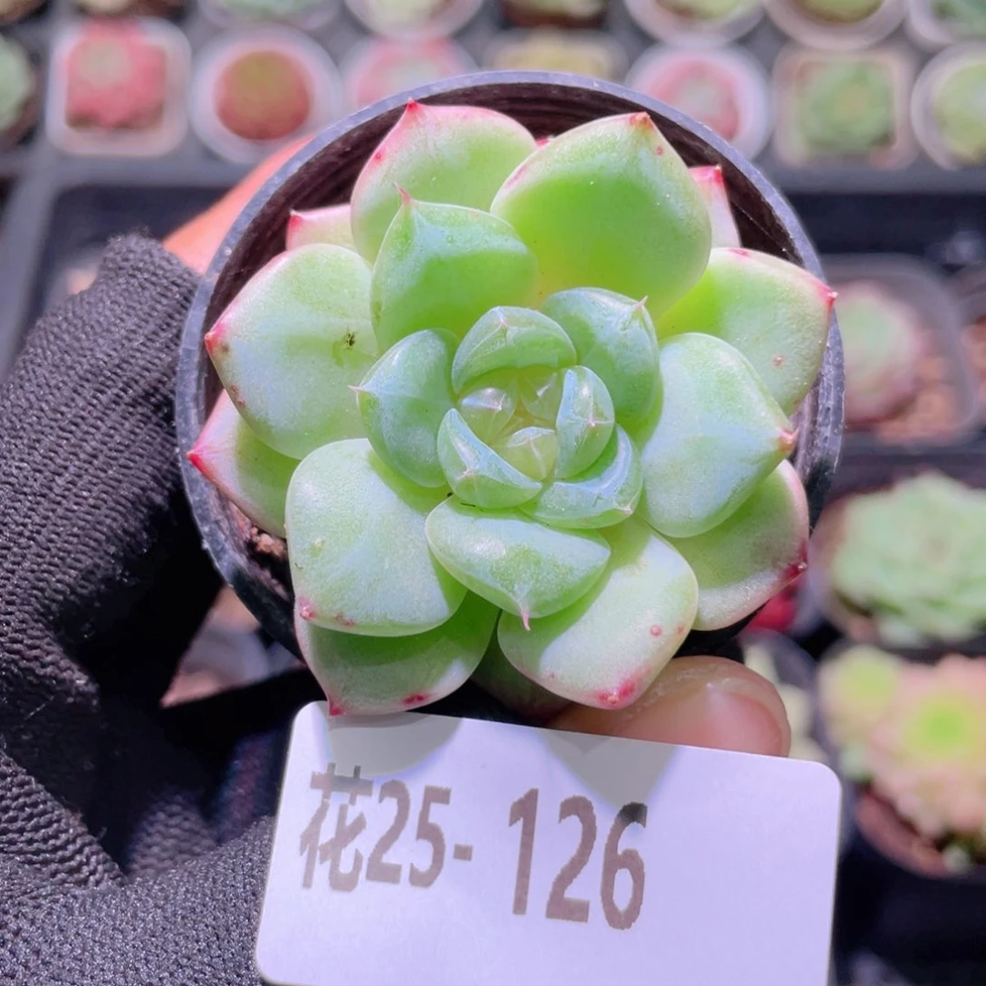 花利美25-126新品珍妮