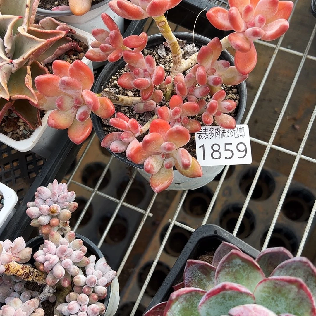 正***无花朵多l肉一物一拍植物1859