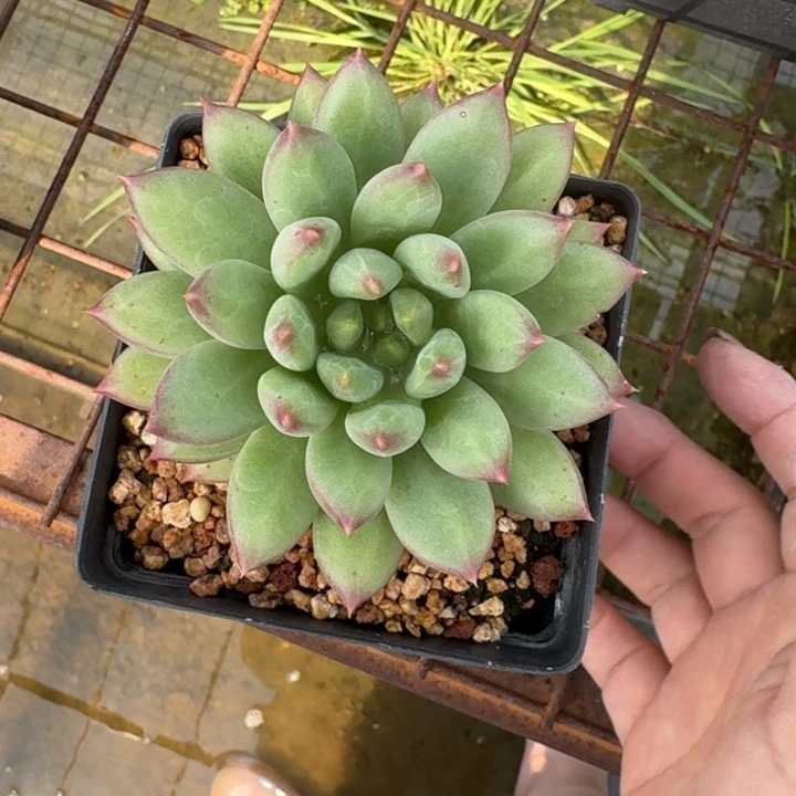 小单头美人多肉植物