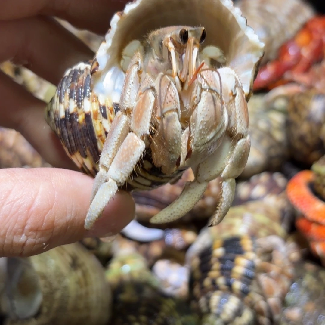 活体宠物 不退不换 4