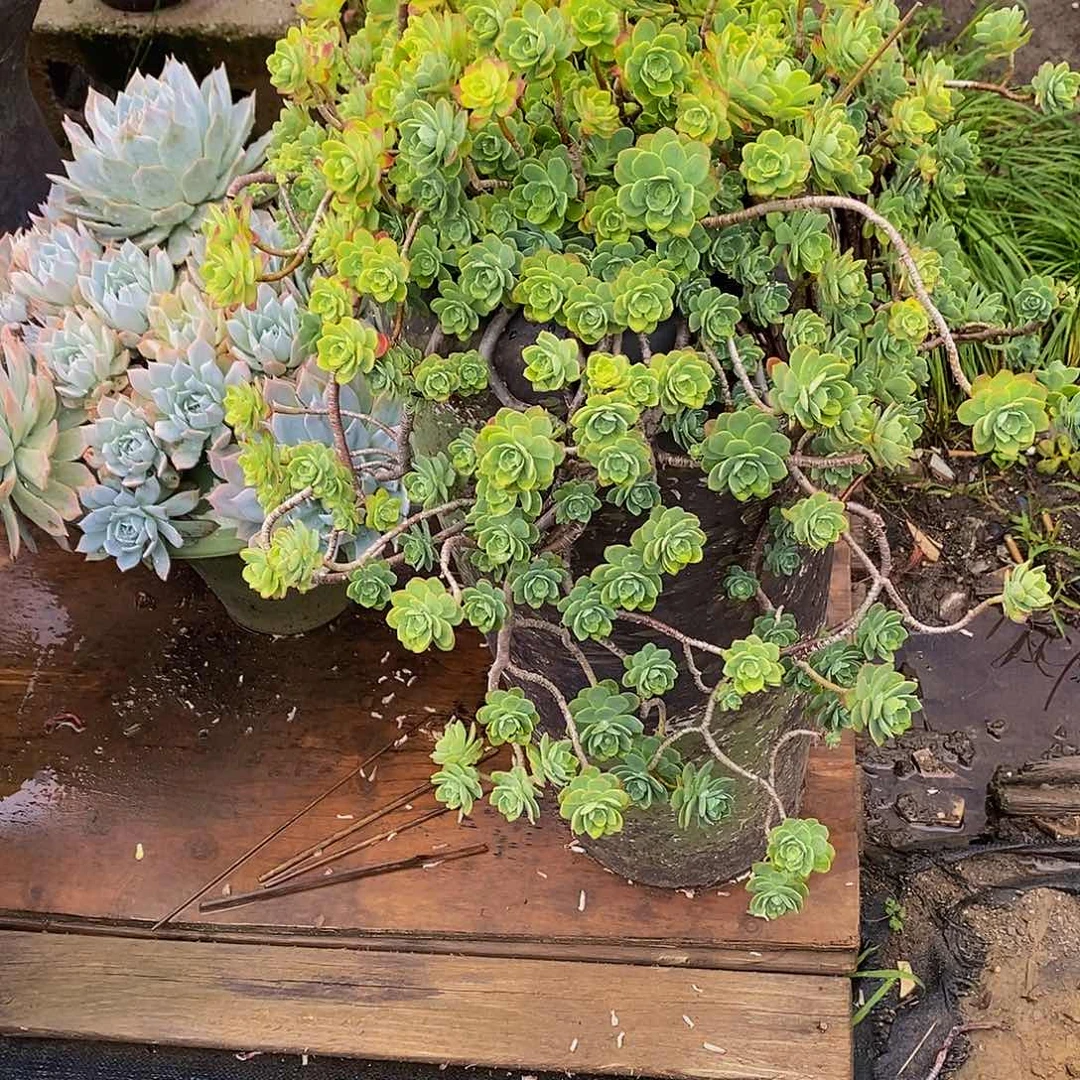 默**规播化妆多肉植物带盆物流自理