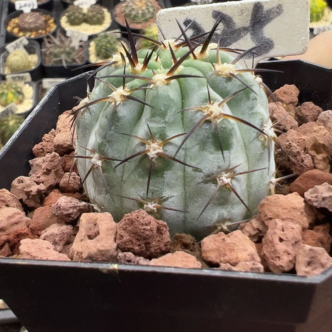 225实生阿寒玉啦啦啦啦