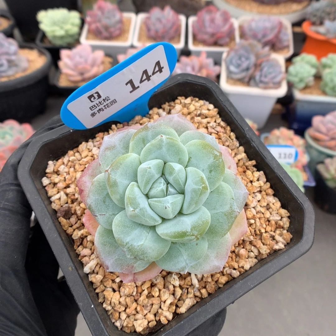 144 特价冰玉石化