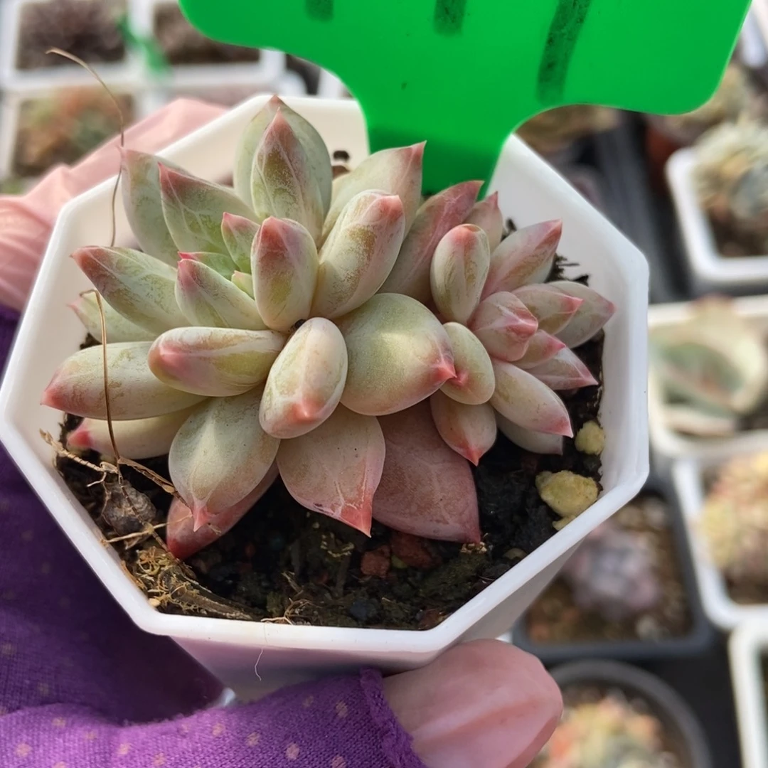 779梦幻美人多肉植物保护