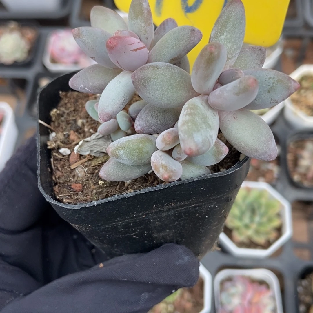 709白兰地多肉植物多肉