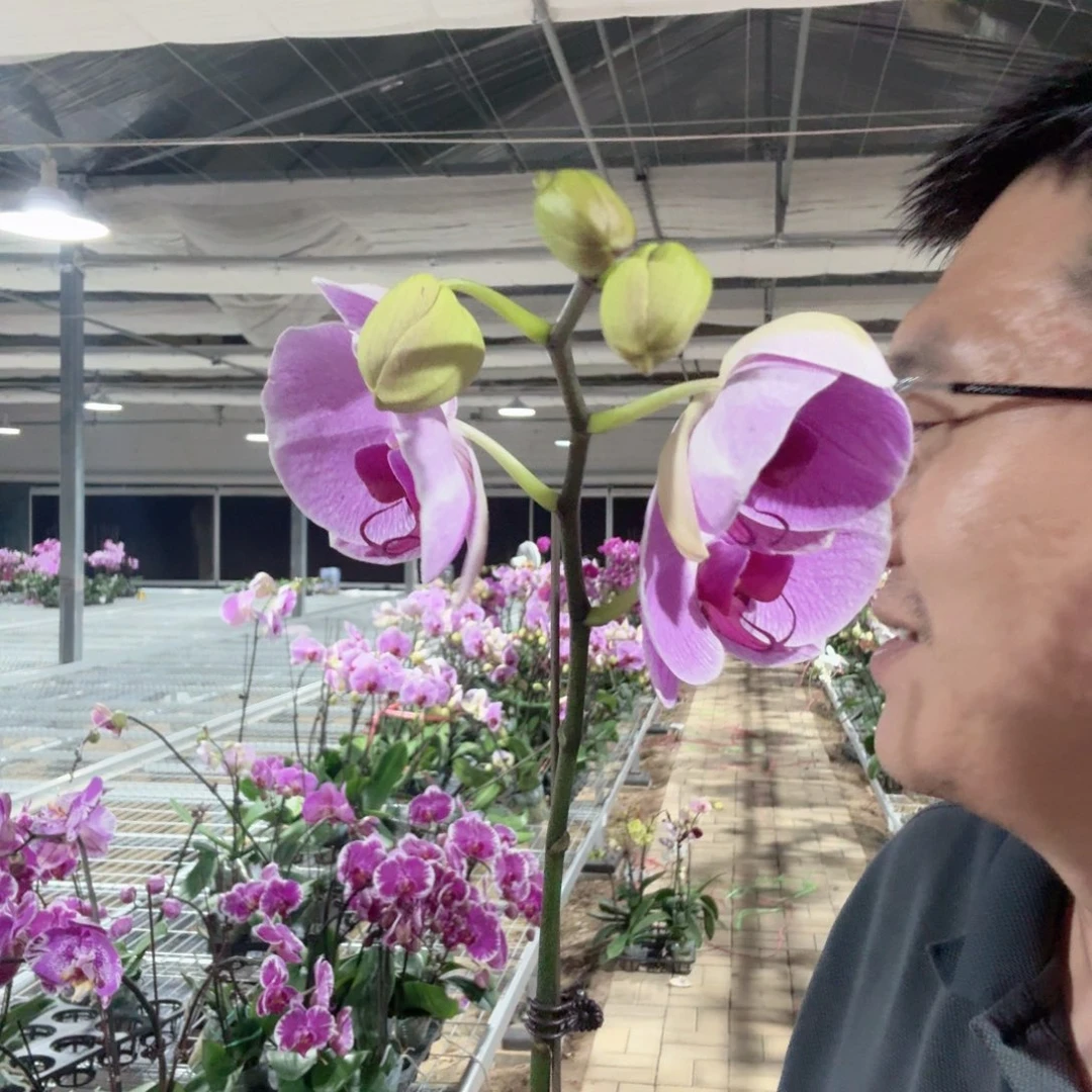 完全开放仙桃3.0带花苞