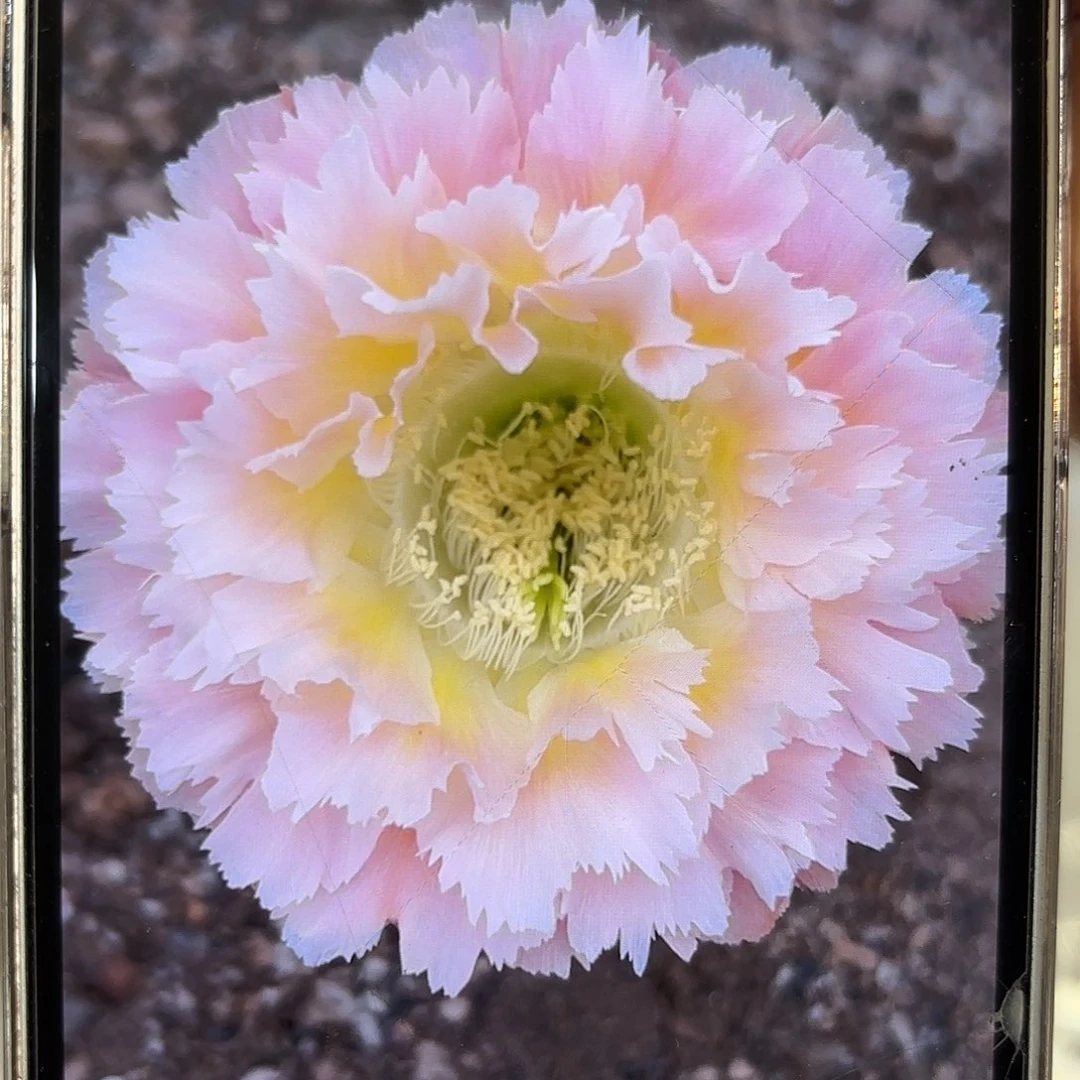 彩草颜如玉7.5-8公分有干皮