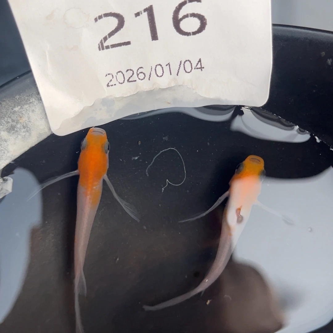 青鳉鱼216匠红白真长鳍一对