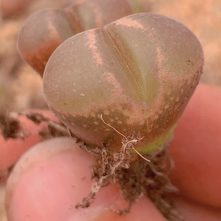 14445555555665866888666