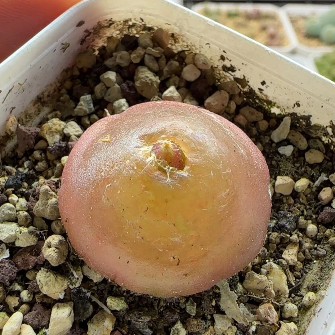 7147 大白多肉植物园