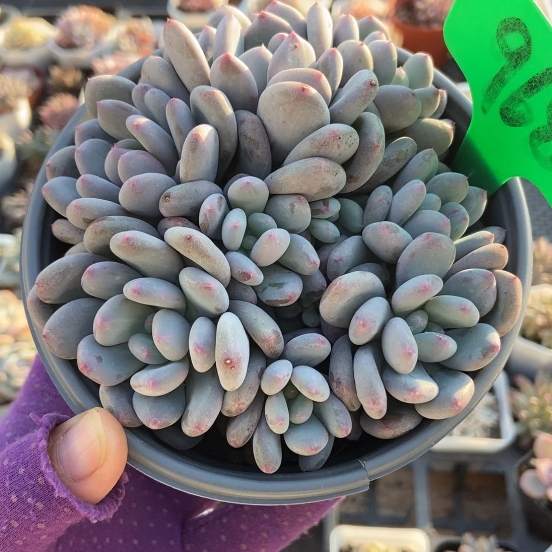 968香香雪多肉植物