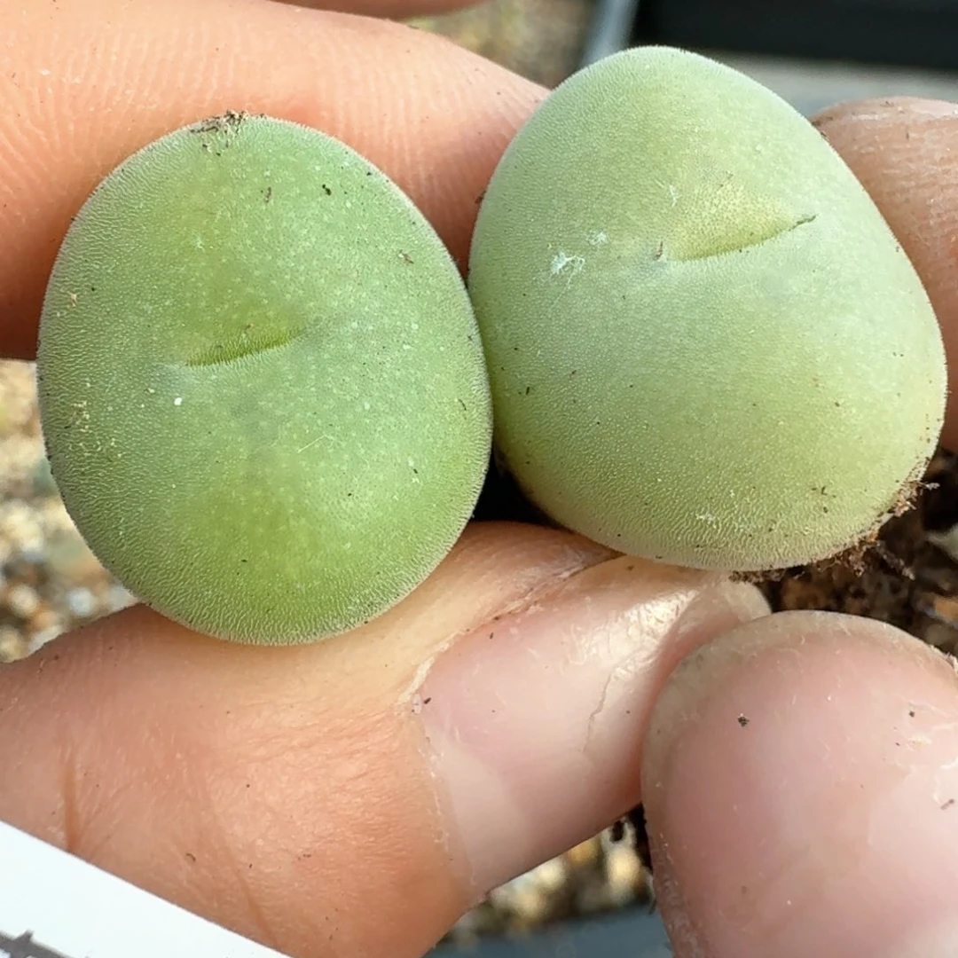 柠**开136两颗空卡佛000000000