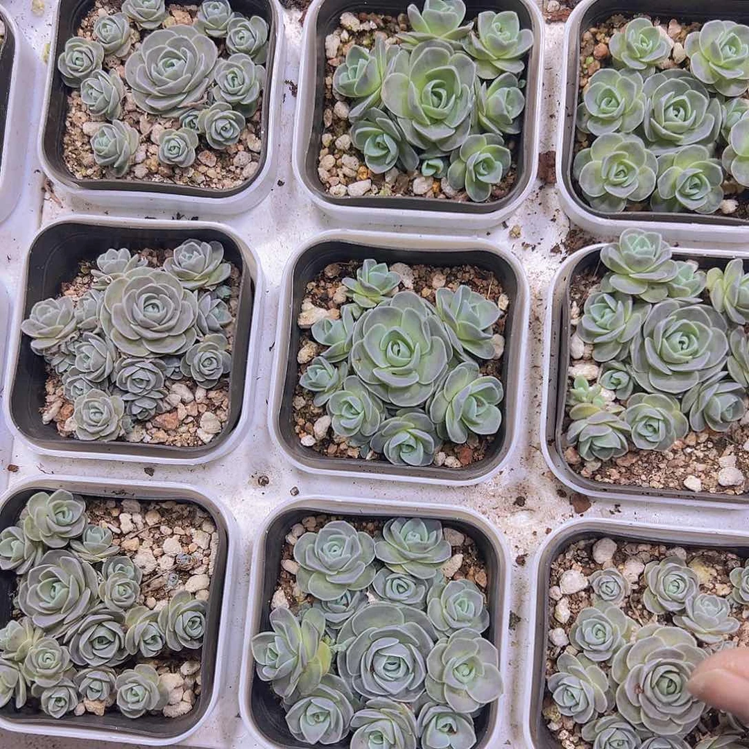 子持莲华19包邮多肉植物