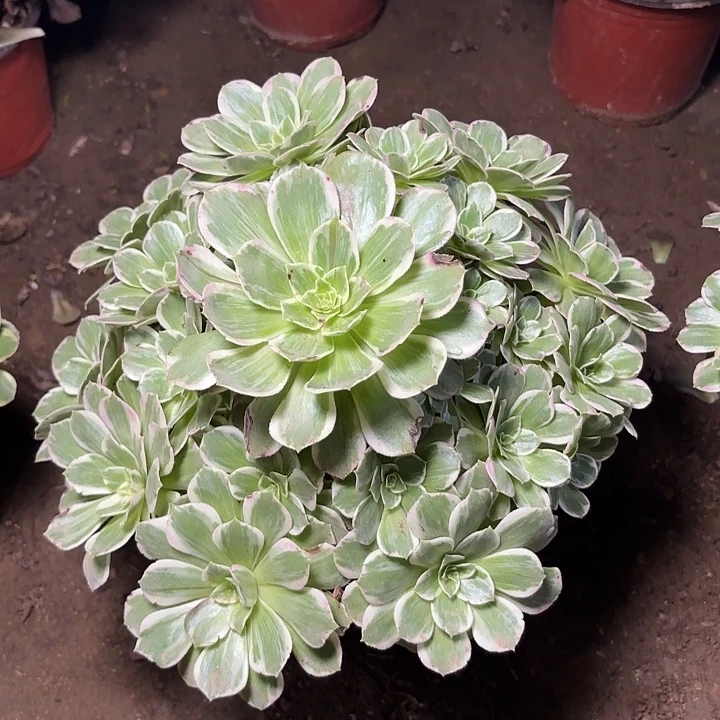 多肉植物法师万花筒20