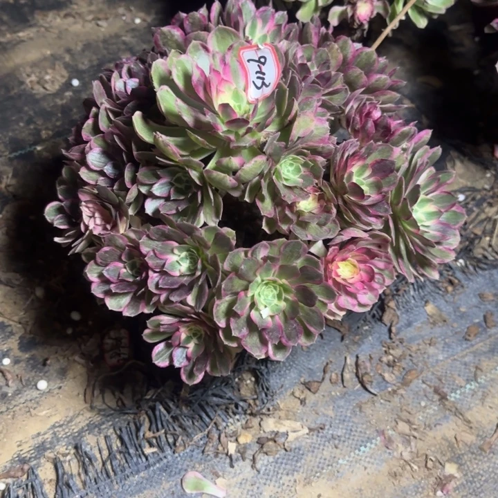 9-113孔雀翎多肉不包售后