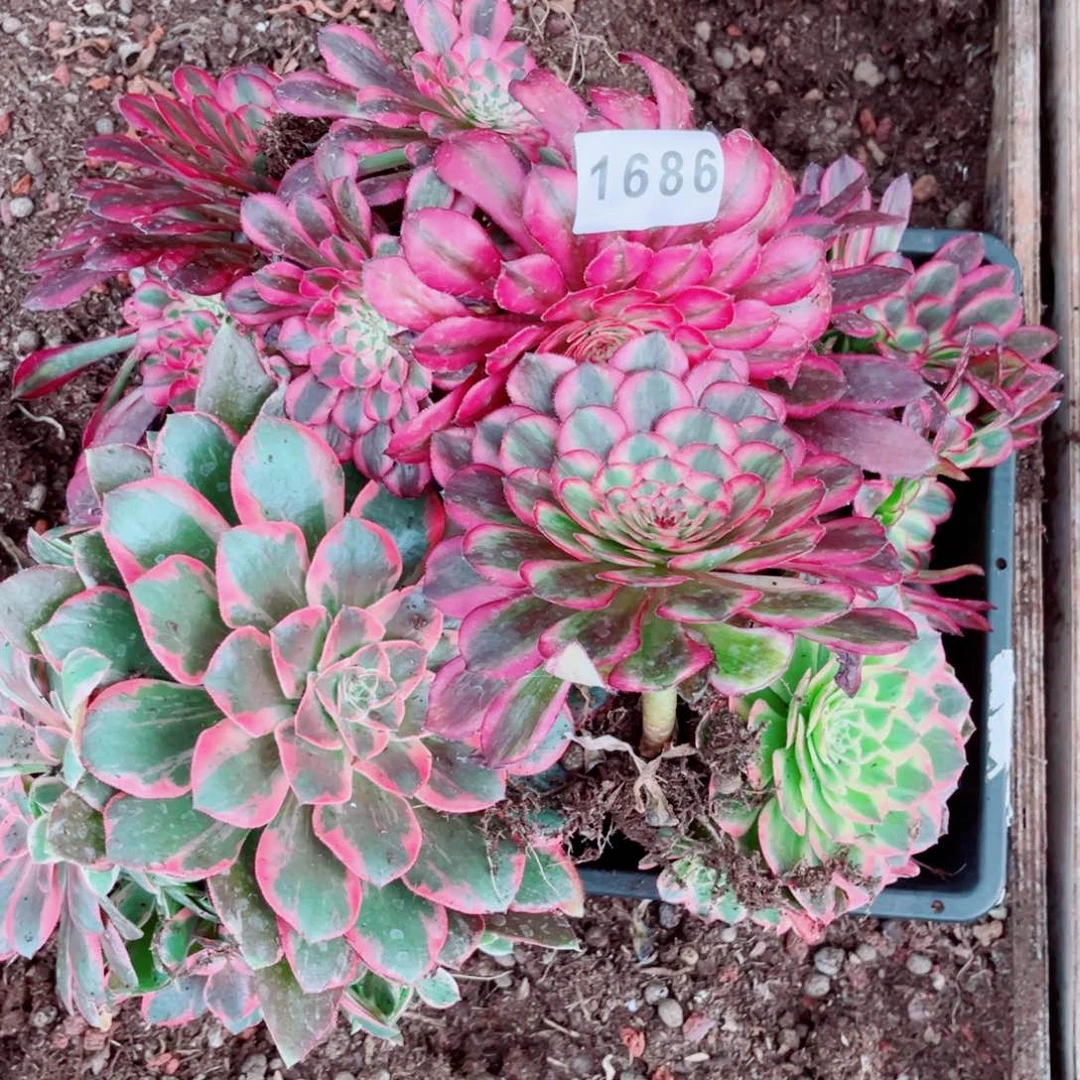 健**福一筐多肉不售后发货