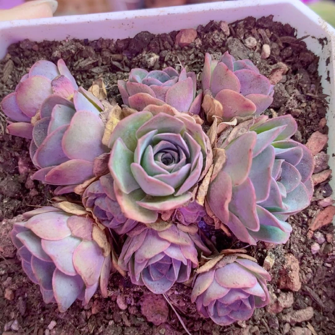小***嘟山地玫瑰一物一拍S1孤品