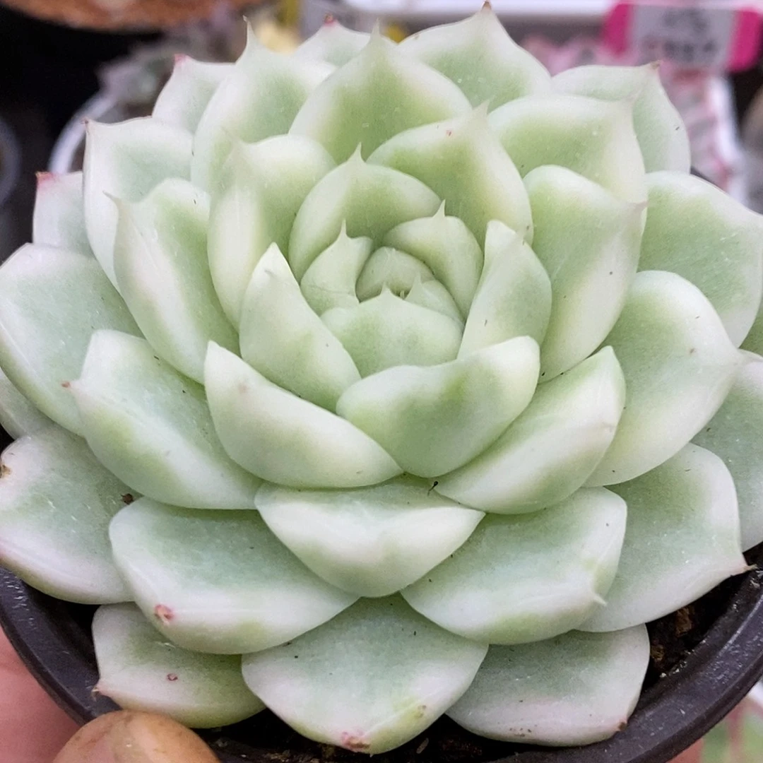 200麦秆哈哈哈哈哈哈