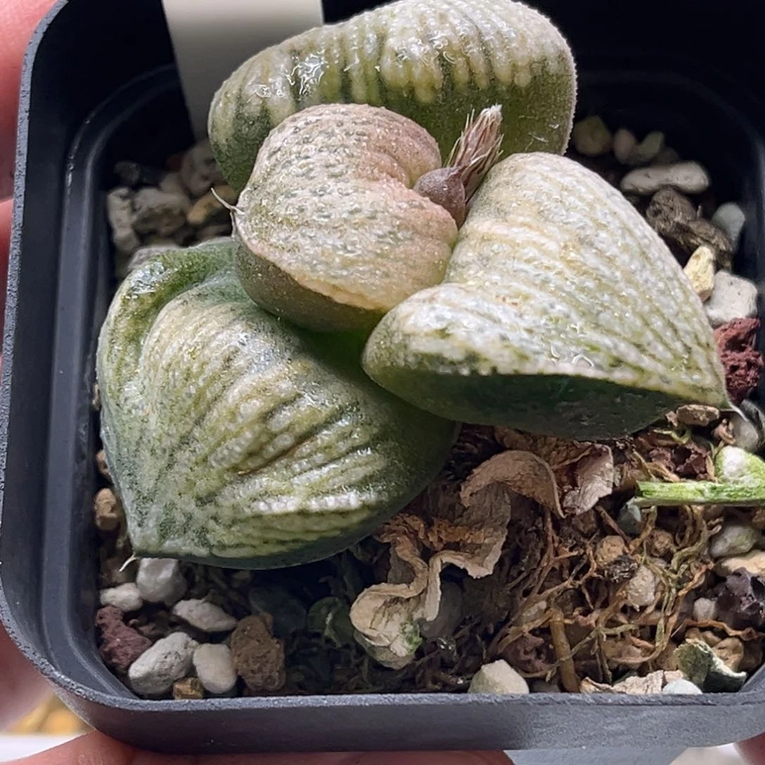465白拍子白银发发发发发发