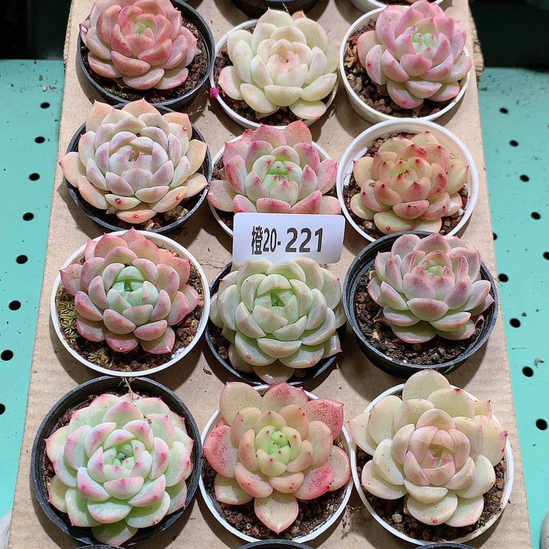 20-221一物一拍带盆18颗。