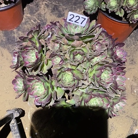 多肉植物法师227莲花